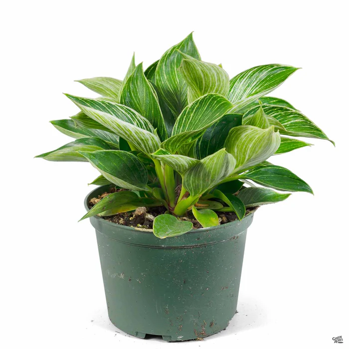3924-philodendron-birkin-3.webp Philodendron 'Birkin'