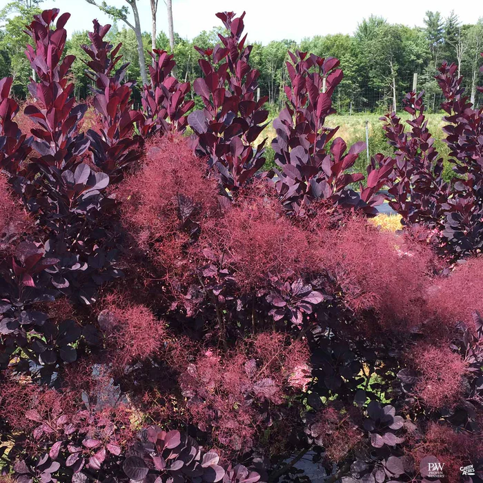 Smoke Tree Winecraft Black