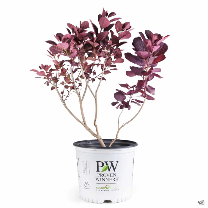 Smoke Tree Winecraft Black