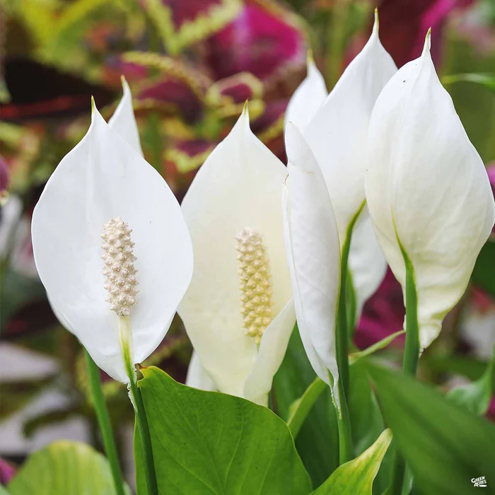 Peace Lily