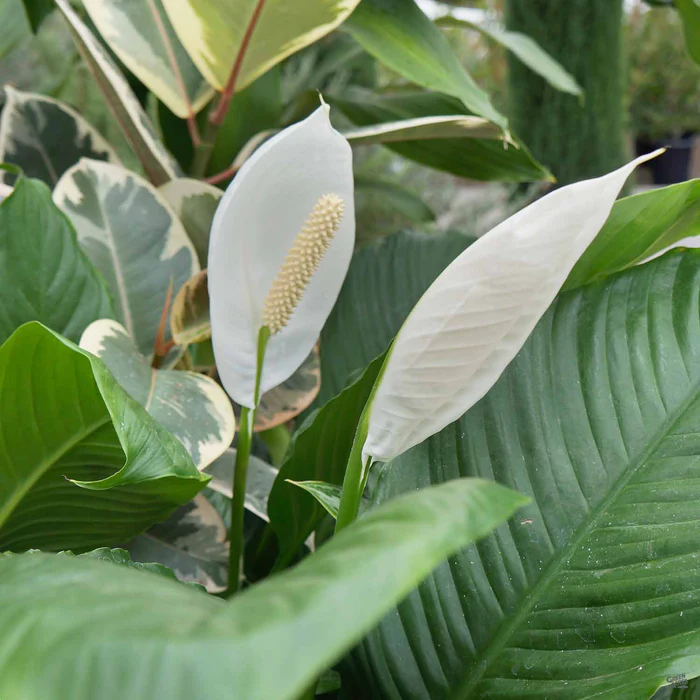 Peace Lily