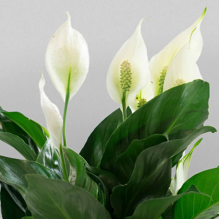 Peace Lily