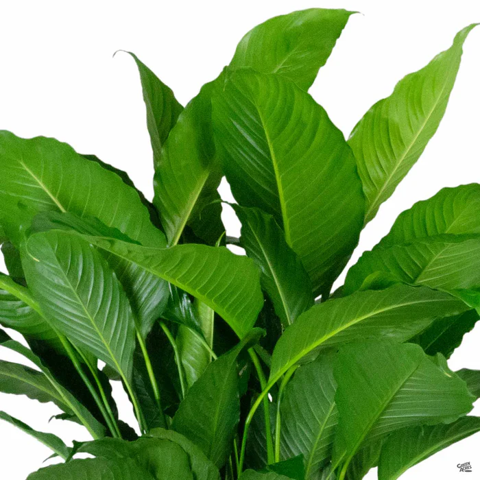 Peace Lily