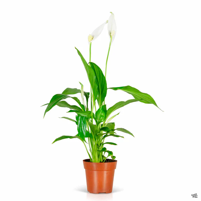 Peace Lily