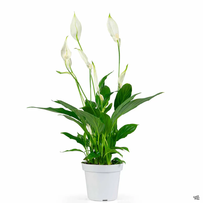 Peace Lily