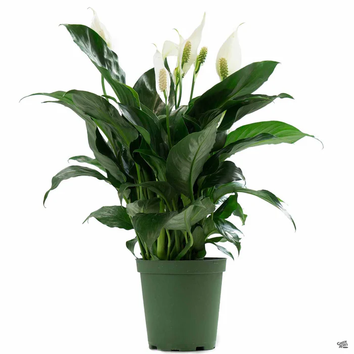 Peace Lily