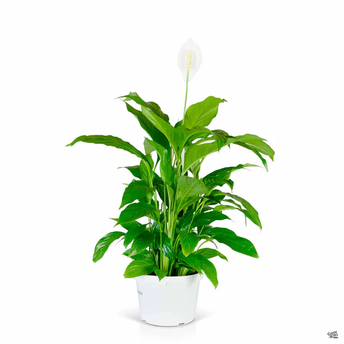 Peace Lily