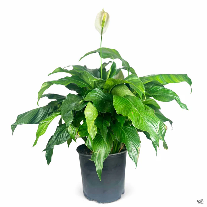 Peace Lily