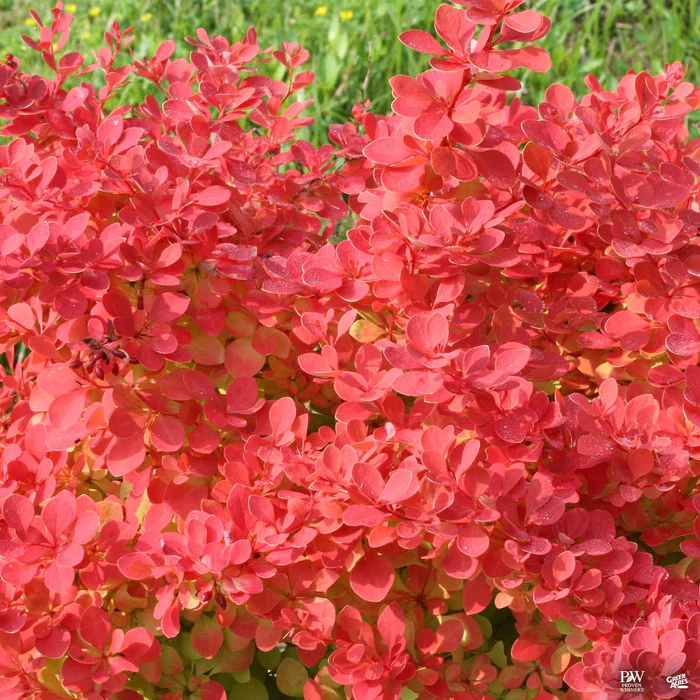 3933-sunjoy-neo-barberry-1.webp Sunjoy Neo Barberry
