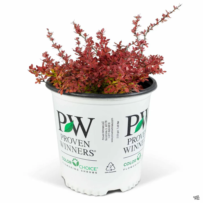 3933-sunjoy-neo-barberry-2.webp Sunjoy Neo Barberry