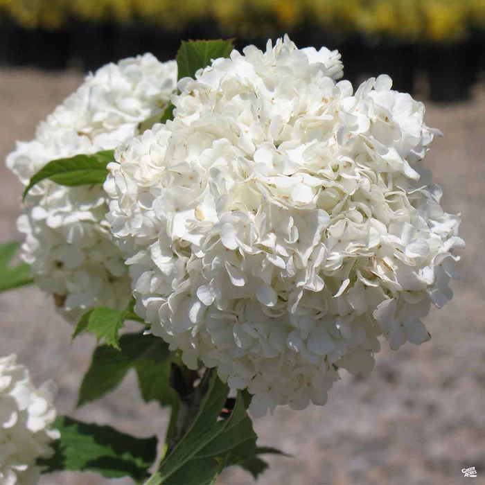 Common Snowball