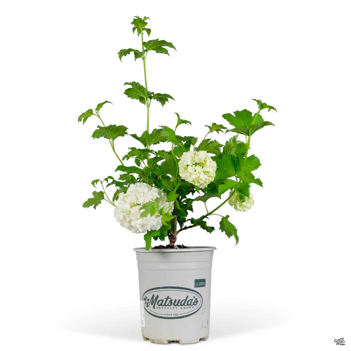 Common Snowball