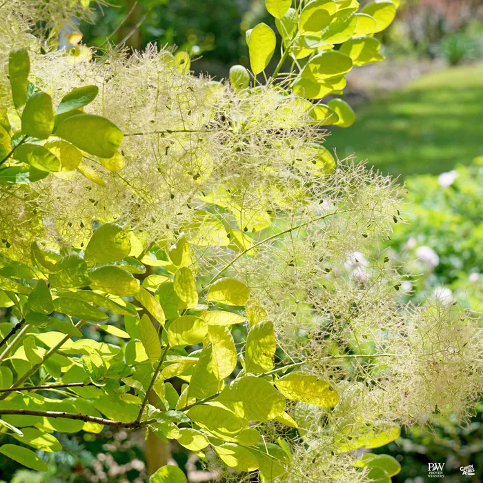 Smoke Tree Winecraft Gold
