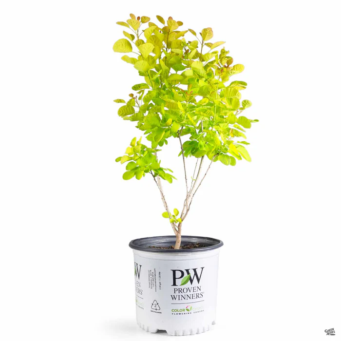 Smoke Tree Winecraft Gold