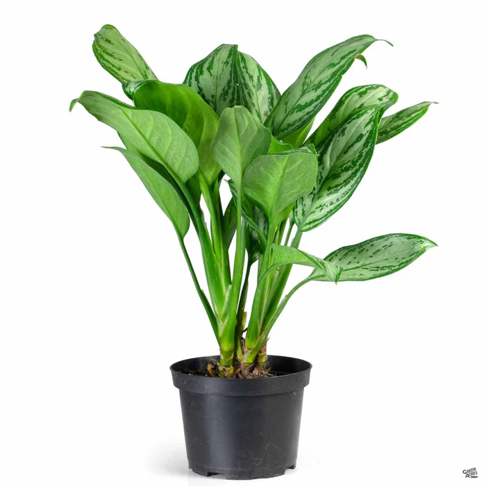 3939-aglaonema-silver-bay-2.webp Aglaonema 'Silver Bay'