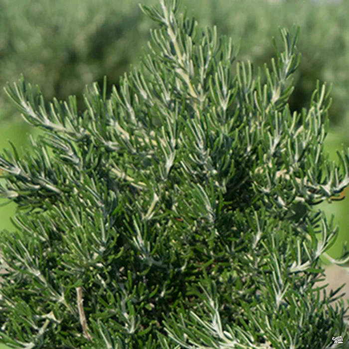 3942-chef-s-choice-rosemary-1.webp Chef's Choice Rosemary