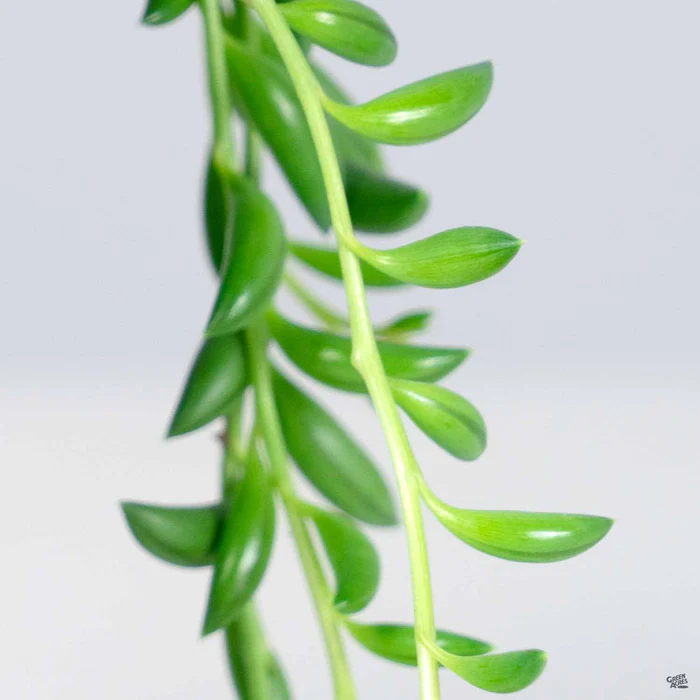 String of Bananas