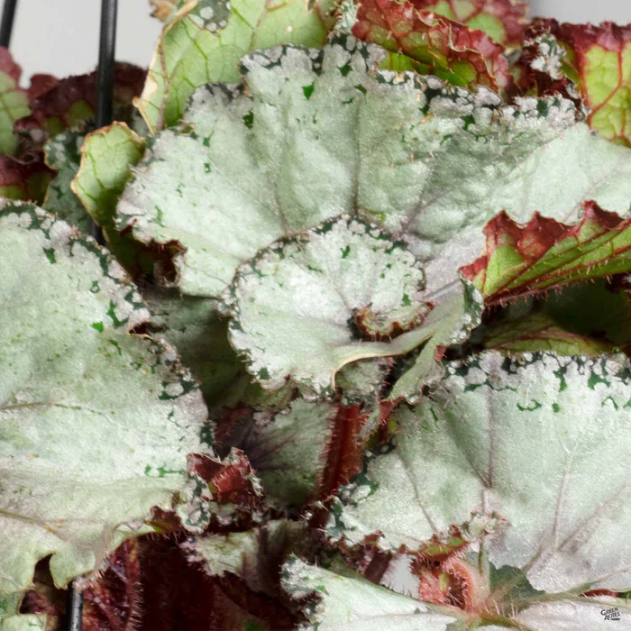 3948-begonia-rex-2.webp Begonia rex