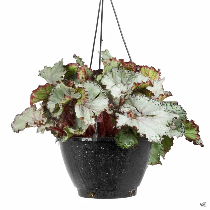 3948-begonia-rex-4.webp Begonia rex
