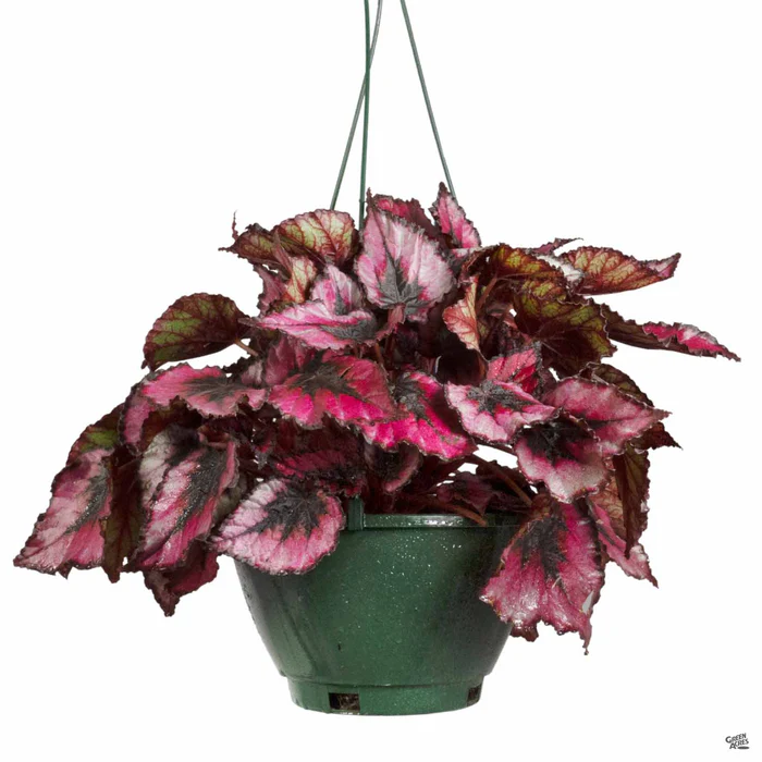 3948-begonia-rex-5.webp Begonia rex