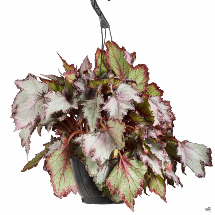 3948-begonia-rex-6.webp Begonia rex