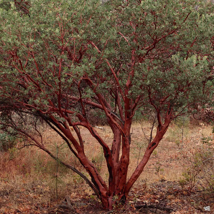 3966-manzanita-dr.-hurd-1.webp Manzanita 'Dr. Hurd'