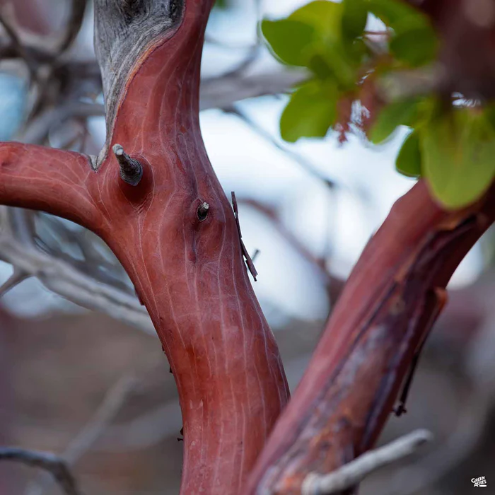 3966-manzanita-dr.-hurd-2.webp Manzanita 'Dr. Hurd'