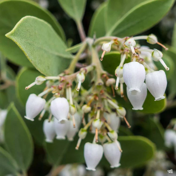 3966-manzanita-dr.-hurd-3.webp Manzanita 'Dr. Hurd'