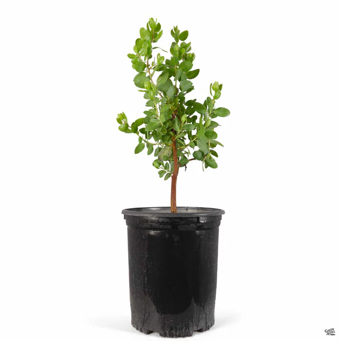 3966-manzanita-dr.-hurd-4.webp Manzanita 'Dr. Hurd'