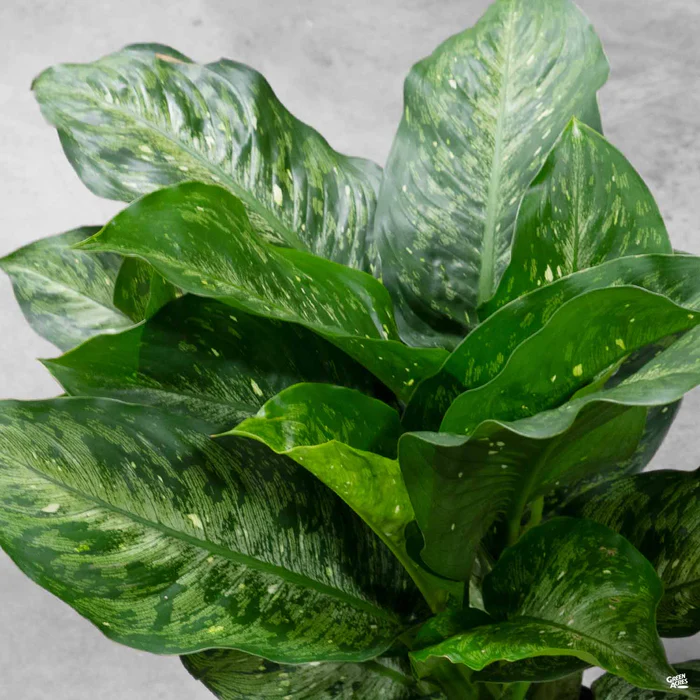 3967-dieffenbachia-snow-1.webp Dieffenbachia 'Snow'