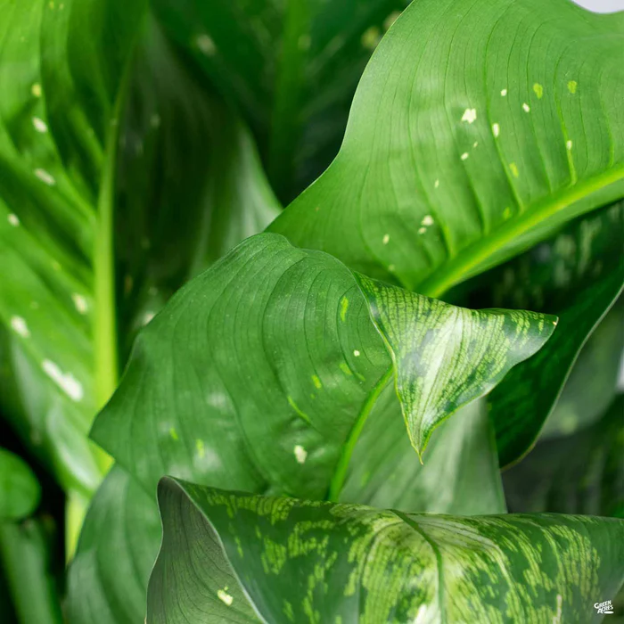 3967-dieffenbachia-snow-2.webp Dieffenbachia 'Snow'