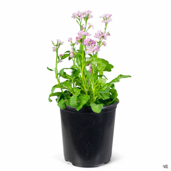 397-stock-10.webp Stock