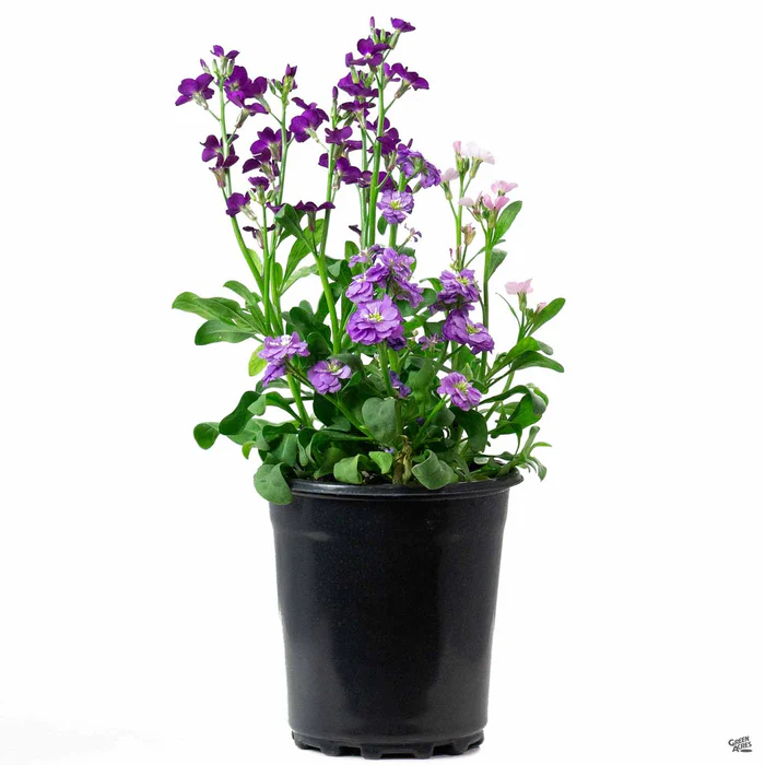 397-stock-11.webp Stock