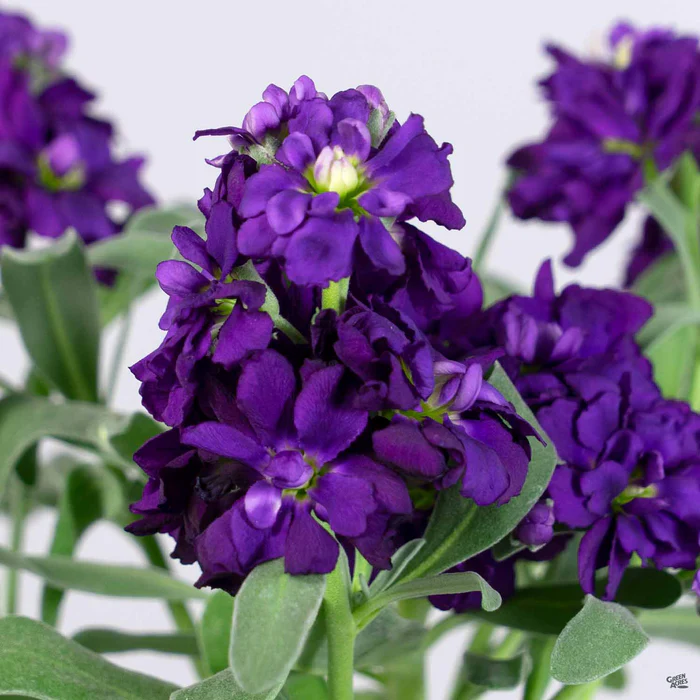 397-stock-3.webp Stock