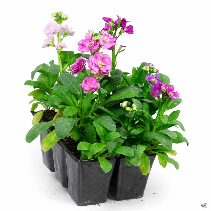 397-stock-5.webp Stock
