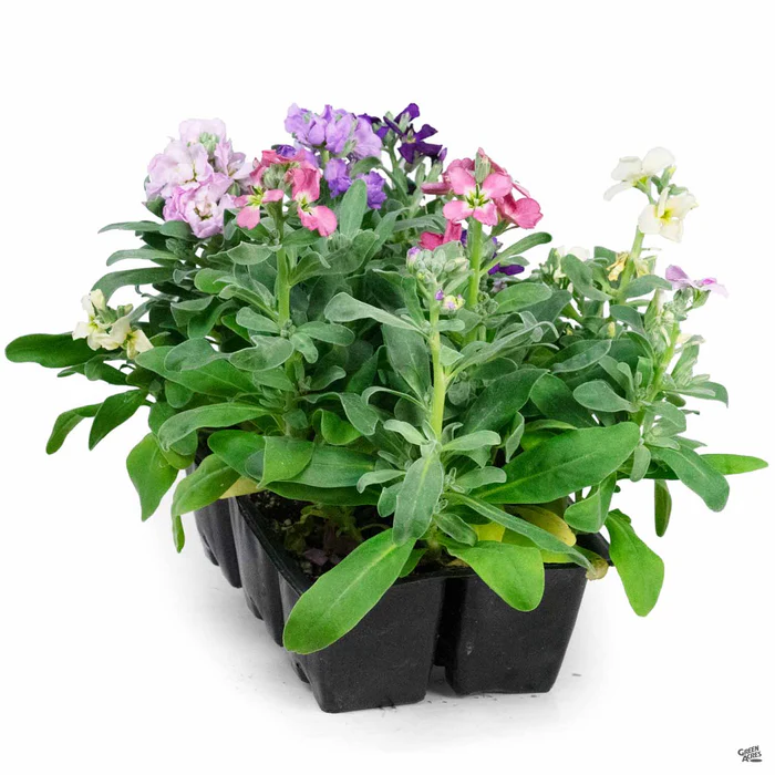 397-stock-6.webp Stock