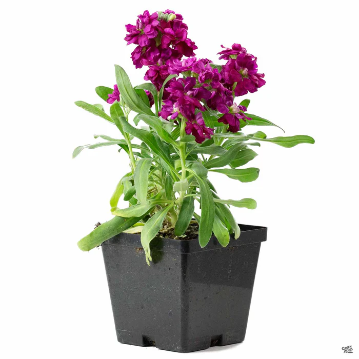 397-stock-7.webp Stock