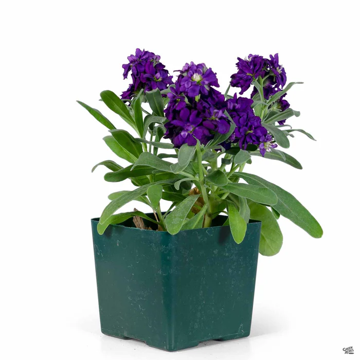 397-stock-8.webp Stock