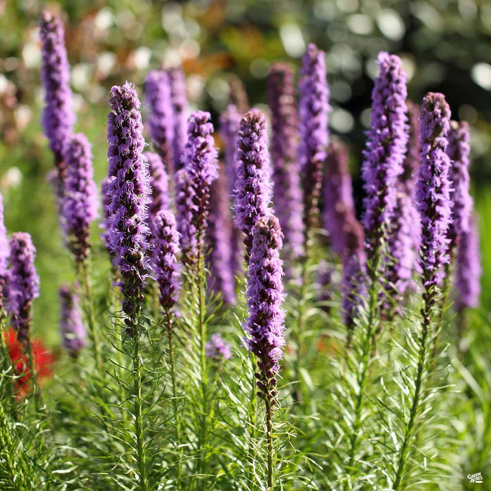 Blazing Star