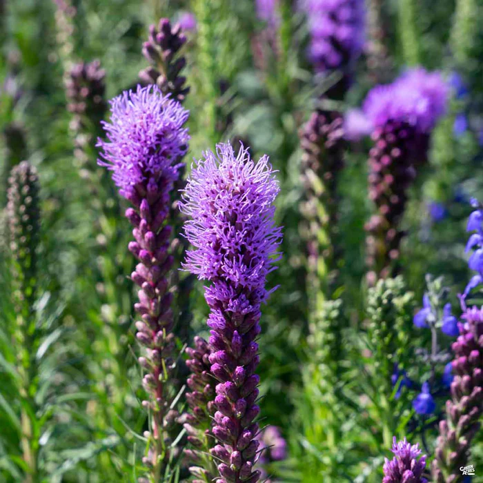 Blazing Star