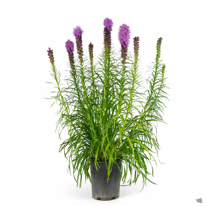 Blazing Star