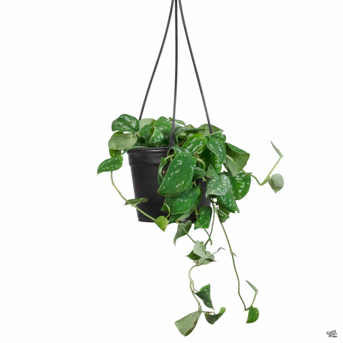 Pothos 'Marble Queen'