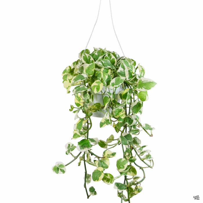 Pothos 'NJoy'