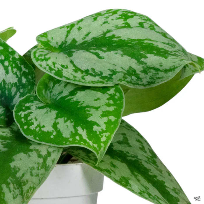 3980-pothos-silver-splash-1.webp Pothos 'Silver Splash'