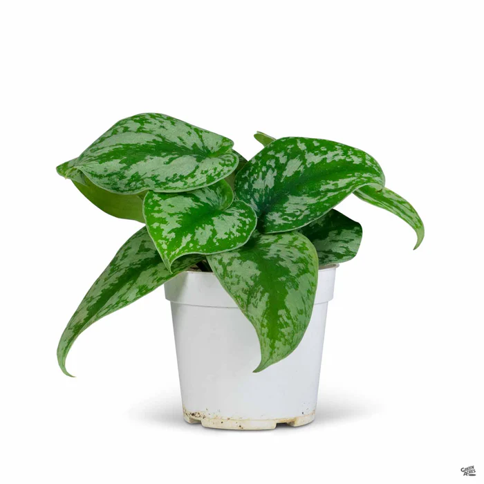3980-pothos-silver-splash-2.webp Pothos 'Silver Splash'