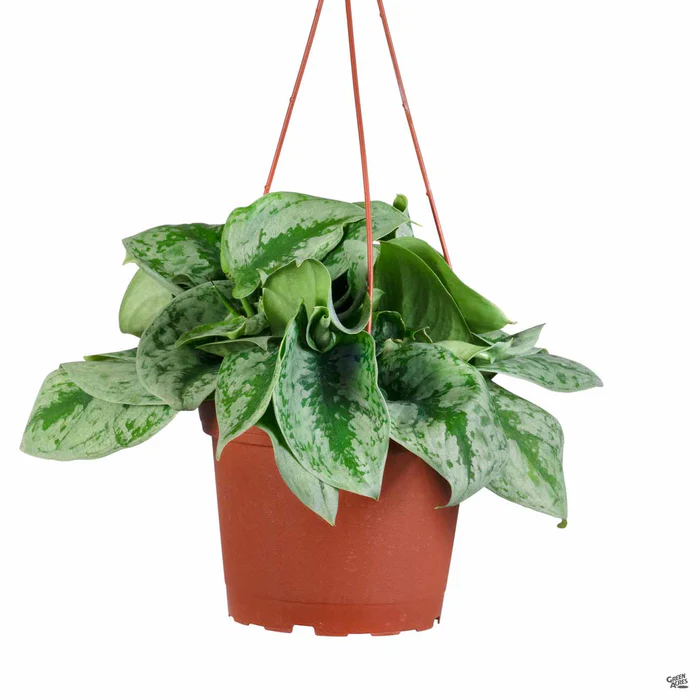 3980-pothos-silver-splash-3.webp Pothos 'Silver Splash'