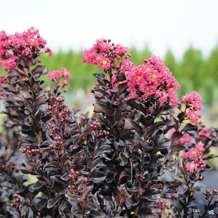 3983-center-stage-pink-crape-myrtle-1.webp Center Stage Pink Crape Myrtle
