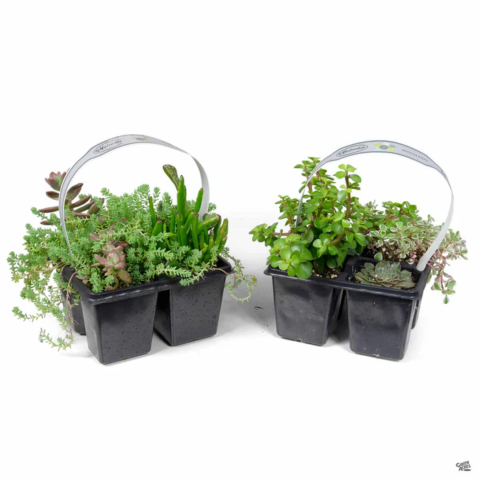 3985-assorted-succulent-pack-1.webp Assorted Succulent Pack