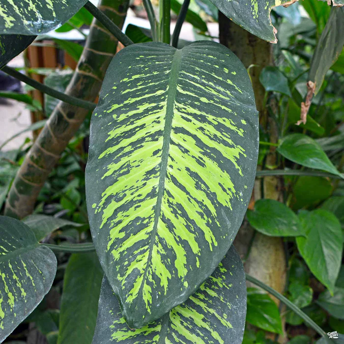 3992-dieffenbachia-tropic-snow-1.webp Dieffenbachia 'Tropic Snow'