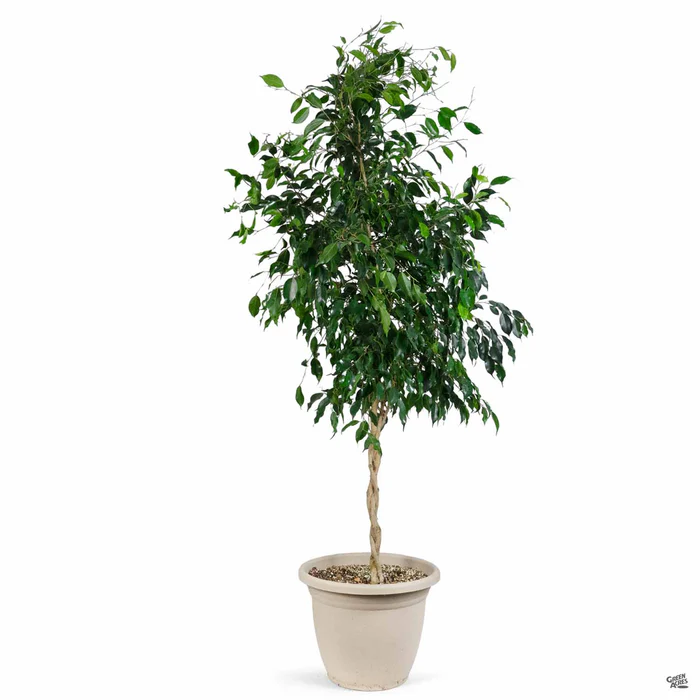 3995-braided-ficus-benjamina-midnight-1.webp Braided Ficus Benjamina 'Midnight'